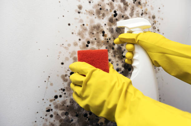 Professional Mold Remediation in Buzzards Bay, MA